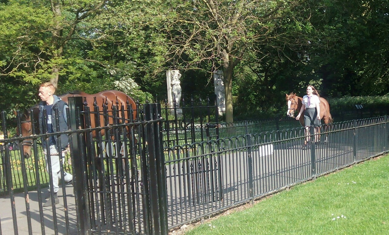 Featured image of post sacar el caballo a pasear al parque todo muy